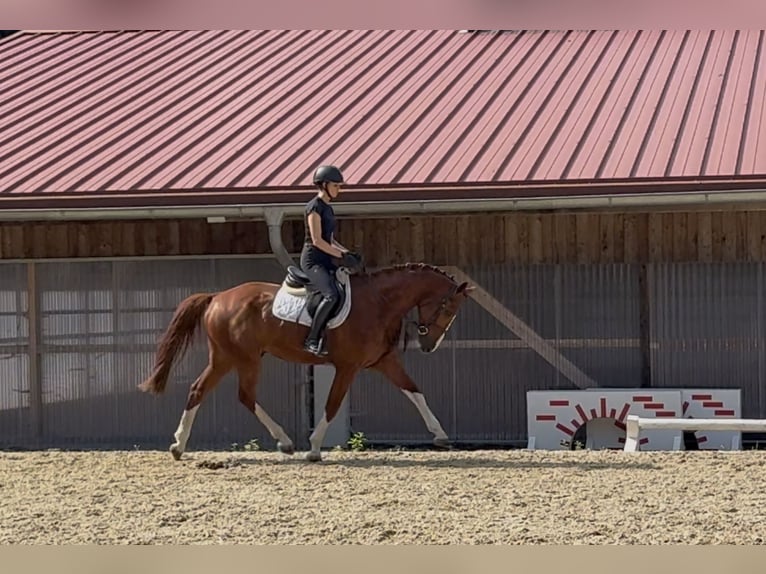 Duits sportpaard Ruin 5 Jaar 168 cm Vos in Erharting