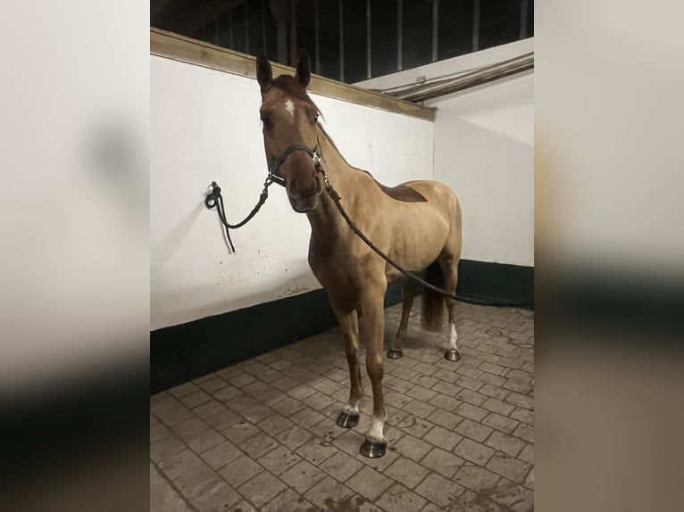 Duits sportpaard Ruin 5 Jaar 168 cm Vos in Neuried