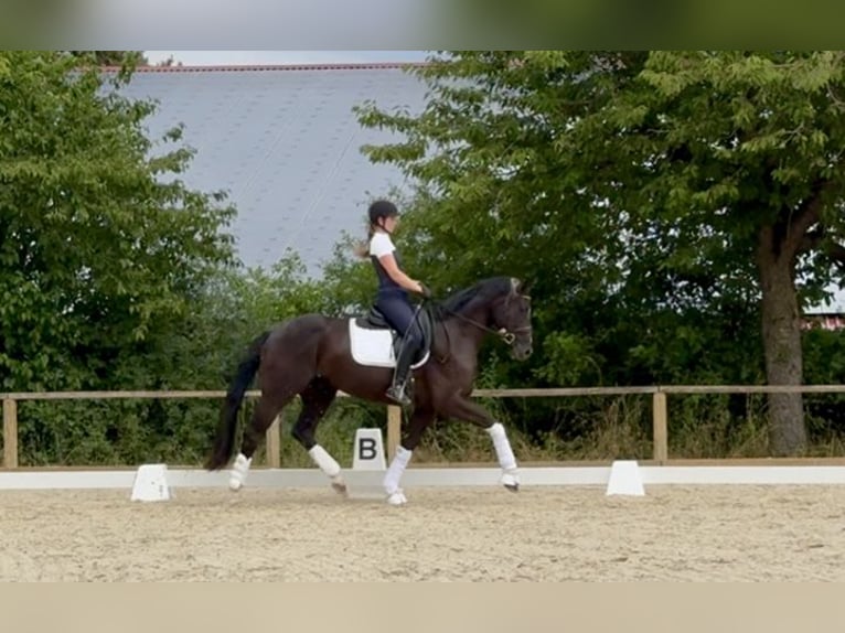 Duits sportpaard Ruin 5 Jaar 168 cm Zwart in Steinfeld