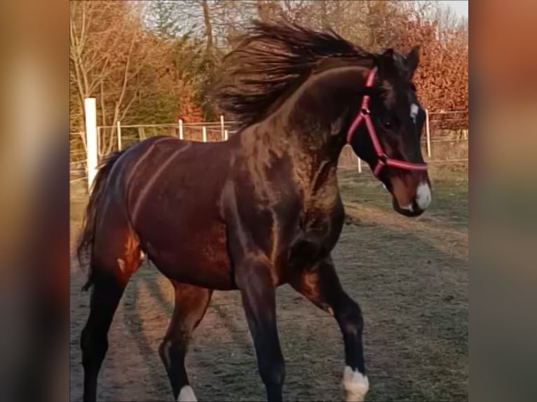 Duits sportpaard Ruin 5 Jaar 168 cm Zwartbruin in G&#xFC;strow