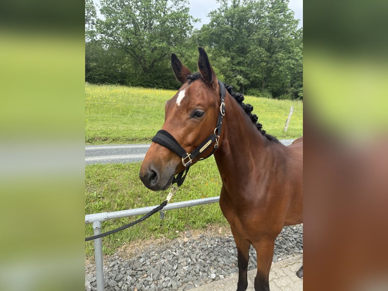 Duits sportpaard Ruin 5 Jaar 169 cm Bruin in Wilnsdorf