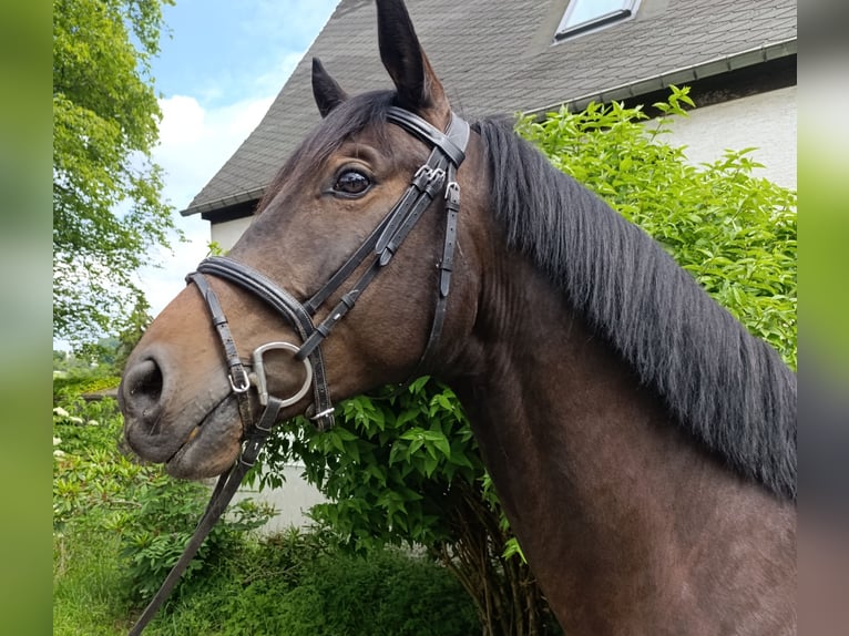 Duits sportpaard Ruin 5 Jaar 170 cm Bruin in Kirchberg