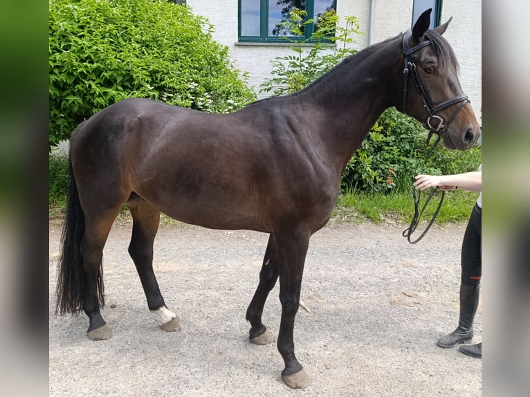 Duits sportpaard Ruin 5 Jaar 170 cm Bruin in Kirchberg