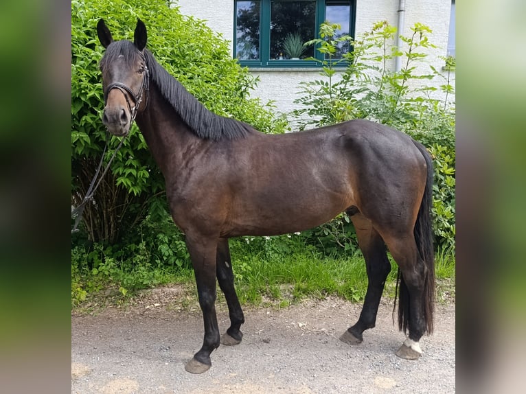 Duits sportpaard Ruin 5 Jaar 170 cm Bruin in Kirchberg
