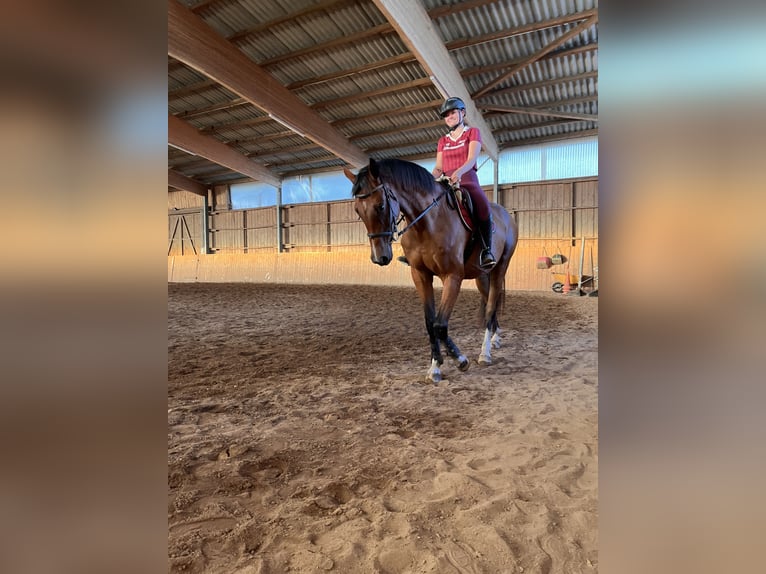 Duits sportpaard Ruin 5 Jaar 170 cm Bruin in Neustrelitz