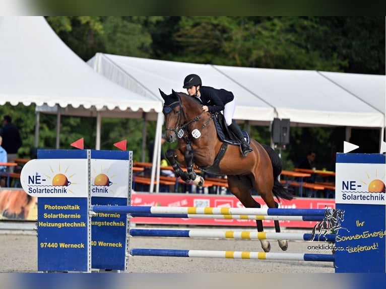 Duits sportpaard Ruin 5 Jaar 170 cm Bruin in Amberg