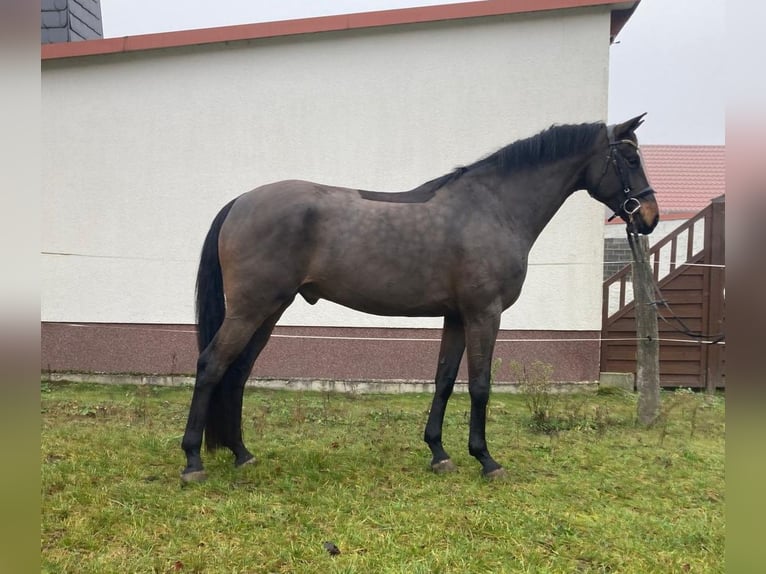 Duits sportpaard Ruin 5 Jaar 170 cm Donkerbruin in Altmärkische Höhe