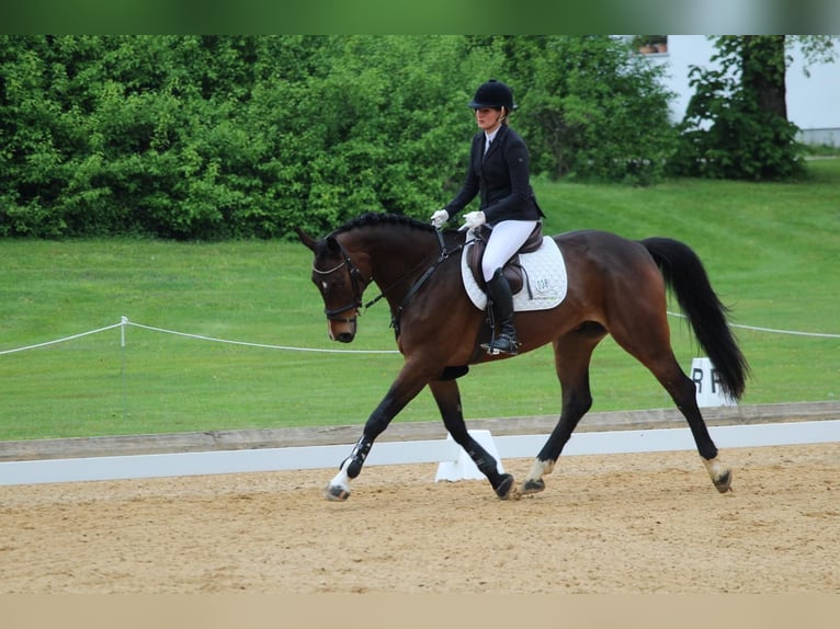Duits sportpaard Ruin 5 Jaar 170 cm Donkerbruin in Murnau