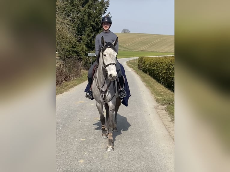 Duits sportpaard Ruin 5 Jaar 170 cm Schimmel in Bad Griesbach im Rottal