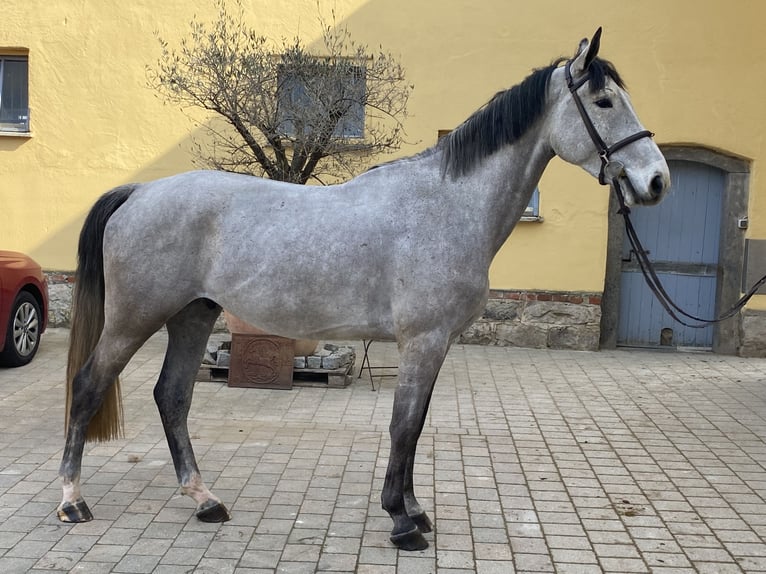 Duits sportpaard Ruin 5 Jaar 170 cm Schimmel in Bad Griesbach im Rottal