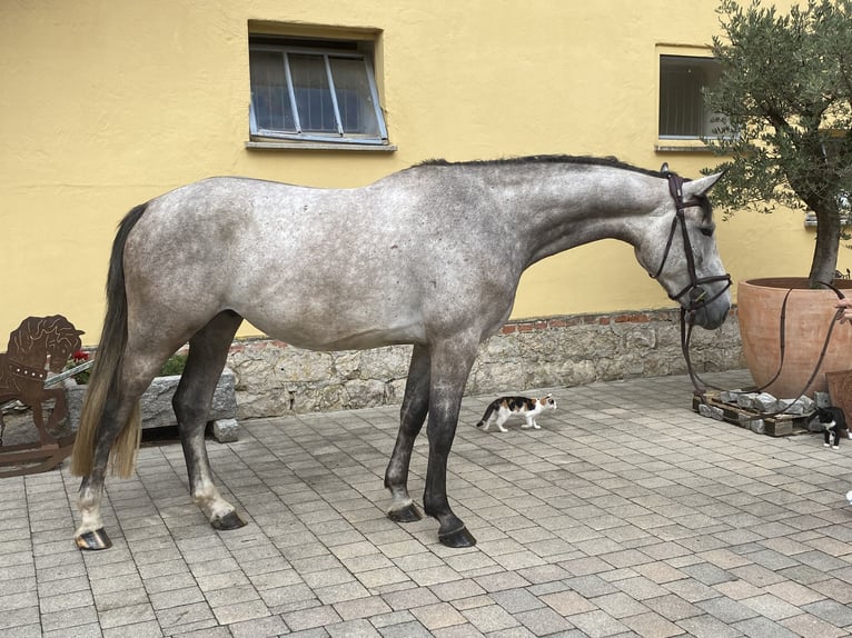 Duits sportpaard Ruin 5 Jaar 170 cm Schimmel in Bad Griesbach im Rottal