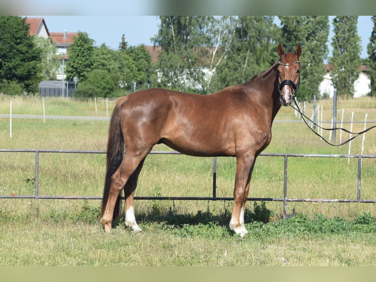 Duits sportpaard Ruin 5 Jaar 170 cm Vos in Rohrlack