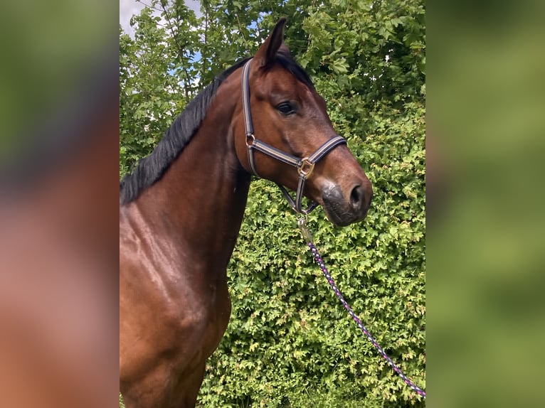 Duits sportpaard Ruin 5 Jaar 171 cm Bruin in Reinsdorf
