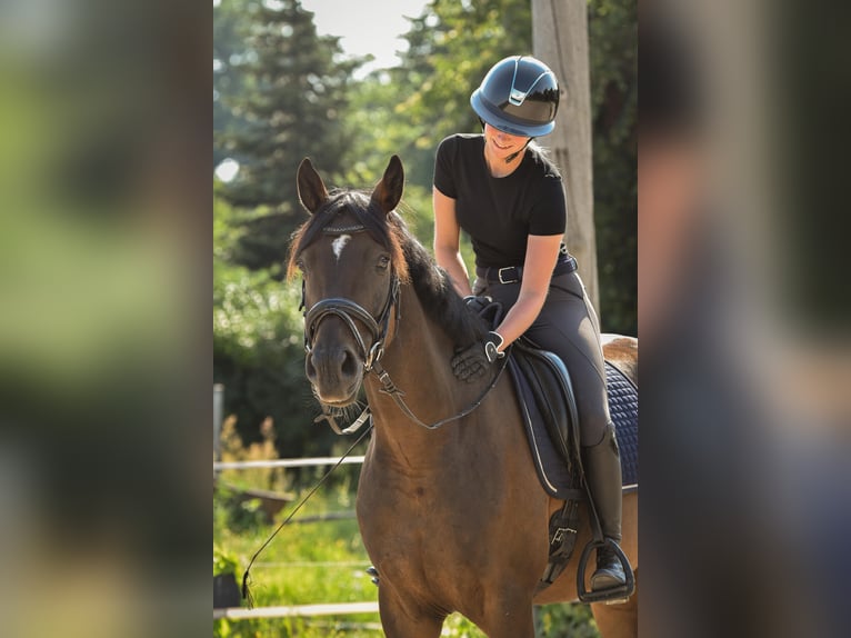 Duits sportpaard Ruin 5 Jaar 171 cm Bruin in Rohrlack