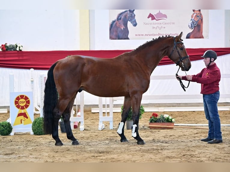 Duits sportpaard Ruin 5 Jaar 171 cm Bruin in Schollene