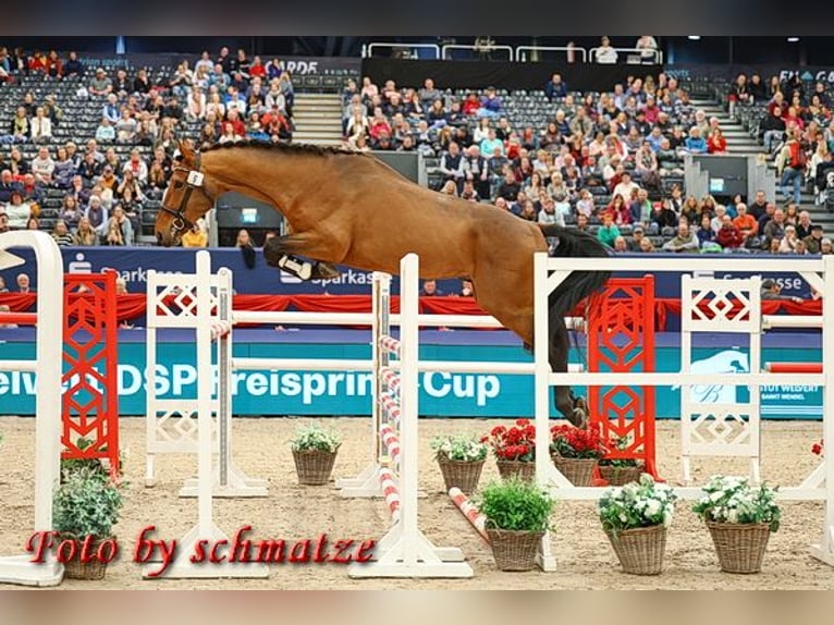 Duits sportpaard Ruin 5 Jaar 171 cm Bruin in Schollene