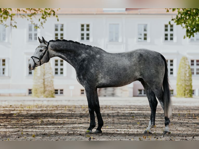 Duits sportpaard Ruin 5 Jaar 171 cm Schimmel in Neustadt Dosse