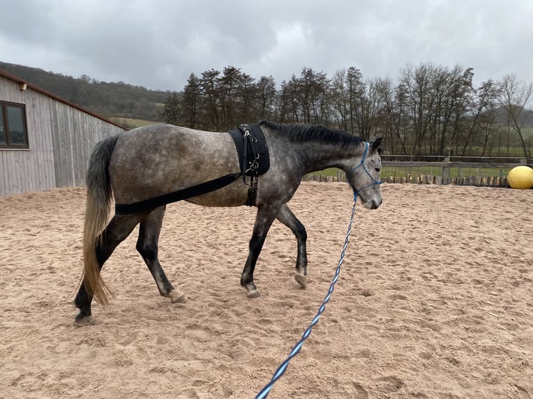 Duits sportpaard Ruin 5 Jaar 172 cm Appelschimmel in Kaltennordheim