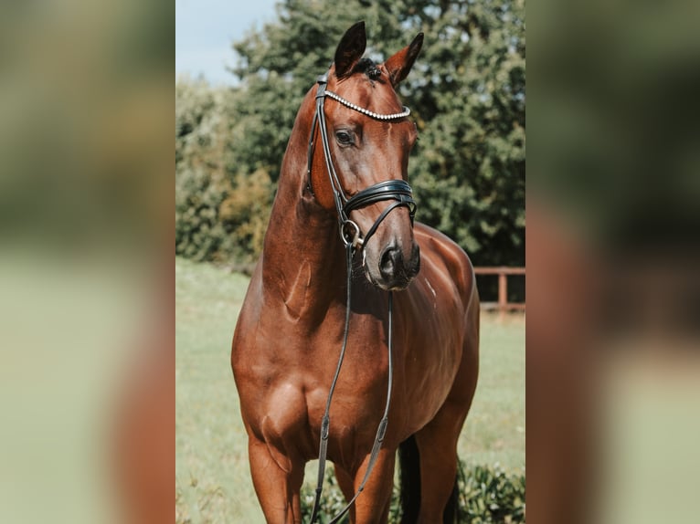 Duits sportpaard Ruin 5 Jaar 172 cm Bruin in Sassenberg