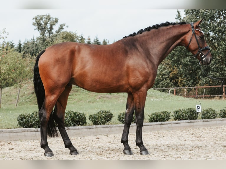 Duits sportpaard Ruin 5 Jaar 172 cm Bruin in Sassenberg
