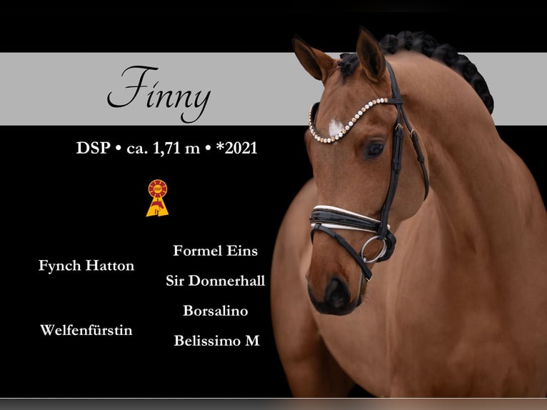 Duits sportpaard Ruin 5 Jaar 172 cm Lichtbruin in Wehringen