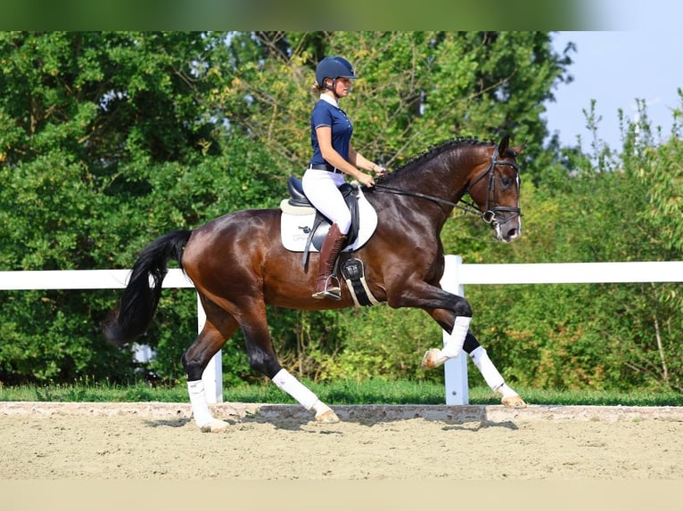 Duits sportpaard Ruin 5 Jaar 173 cm Bruin in Berga- Wünschendorf
