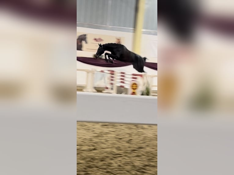 Duits sportpaard Ruin 5 Jaar 173 cm Zwartbruin in Perleberg