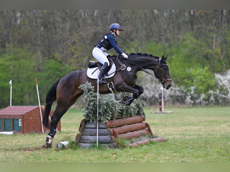 Duits sportpaard Ruin 5 Jaar 174 cm Donkerbruin in Remptendorf