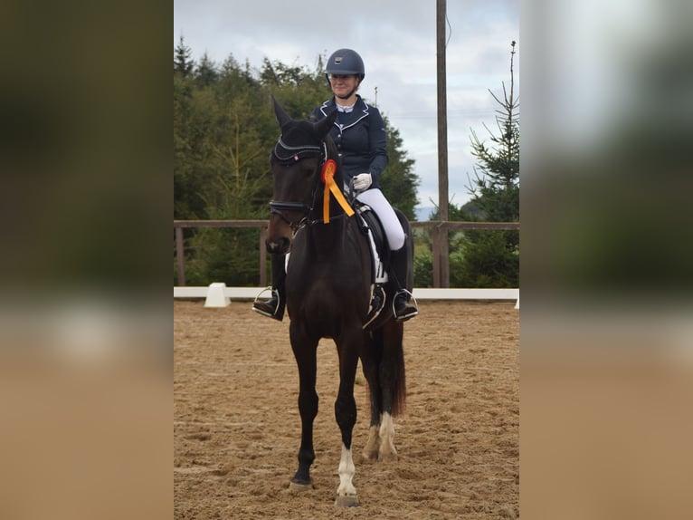 Duits sportpaard Ruin 5 Jaar 174 cm Donkerbruin in Remptendorf