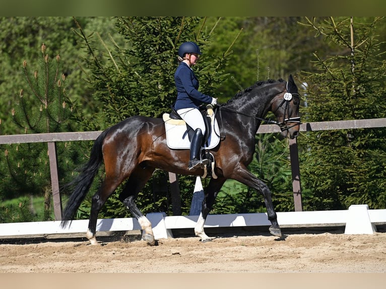 Duits sportpaard Ruin 5 Jaar 174 cm Donkerbruin in Remptendorf