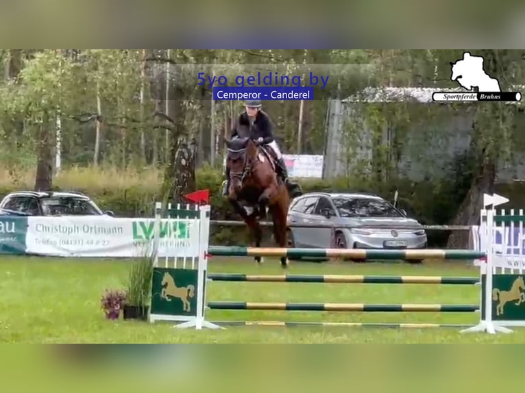 Duits sportpaard Ruin 5 Jaar 174 cm Donkerbruin in Gadow