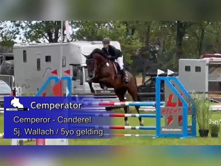 Duits sportpaard Ruin 5 Jaar 174 cm Donkerbruin in Gadow