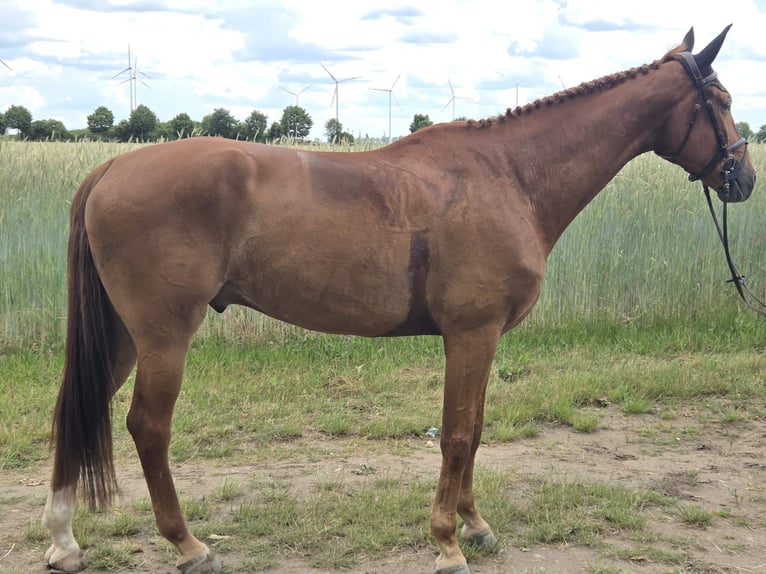 Duits sportpaard Ruin 5 Jaar 174 cm Vos in Aschersleben