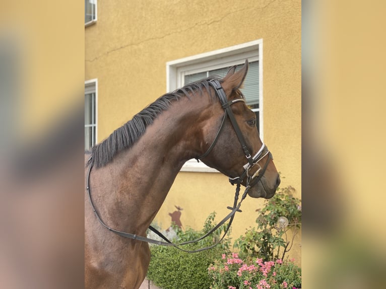 Duits sportpaard Ruin 5 Jaar 175 cm Bruin in Derwitz