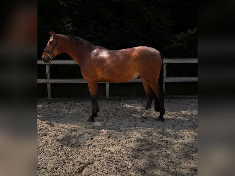 Duits sportpaard Ruin 5 Jaar 175 cm Bruin in Woldert