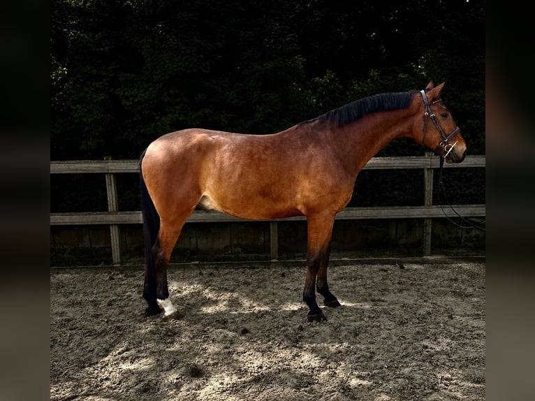 Duits sportpaard Ruin 5 Jaar 175 cm Bruin in Woldert