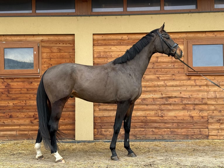 Duits sportpaard Ruin 5 Jaar 175 cm Donkerbruin in Pezinok