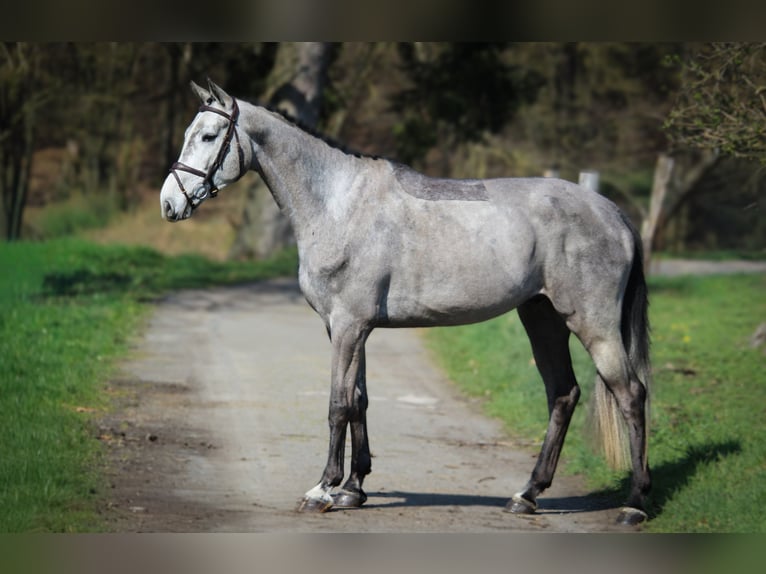 Duits sportpaard Ruin 5 Jaar 175 cm Schimmel in Modautal