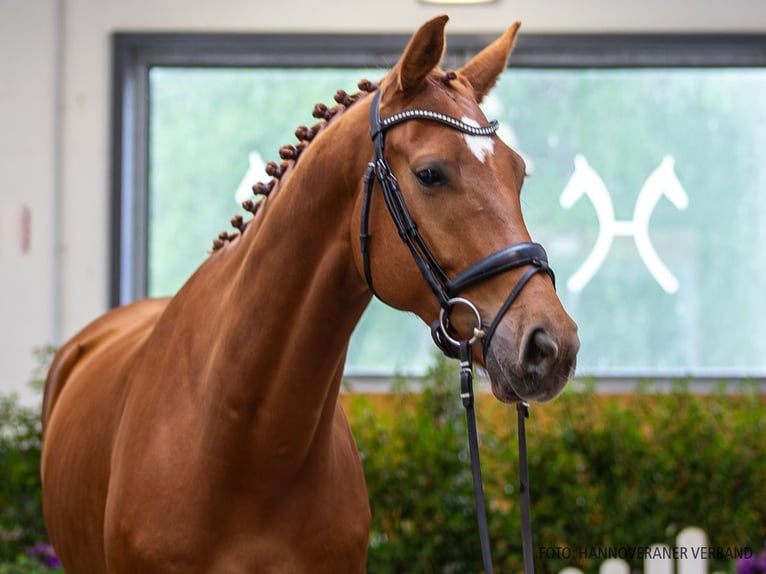 Duits sportpaard Ruin 5 Jaar 175 cm Vos in Verden