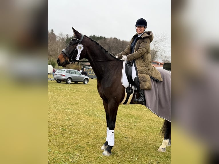 Duits sportpaard Ruin 5 Jaar 175 cm Zwartbruin in Allensbach