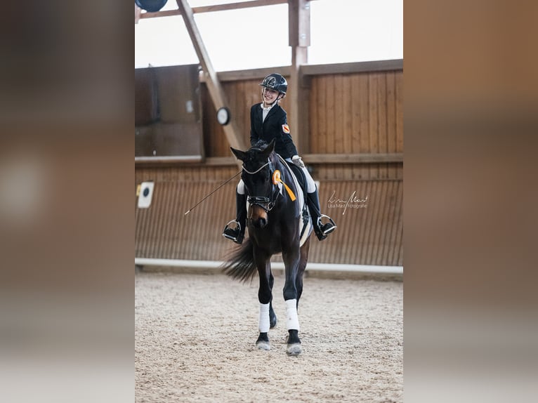 Duits sportpaard Ruin 5 Jaar 175 cm Zwartbruin in Allensbach