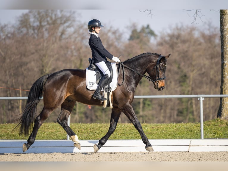 Duits sportpaard Ruin 5 Jaar 175 cm Zwartbruin in Allensbach