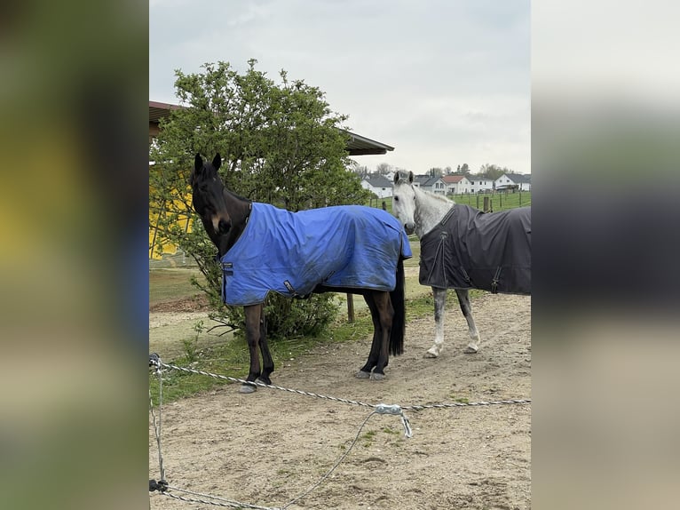 Duits sportpaard Ruin 5 Jaar 176 cm Zwartbruin in Ofterdingen