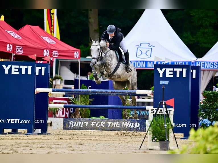 Duits sportpaard Ruin 5 Jaar 178 cm Schimmel in Zossen