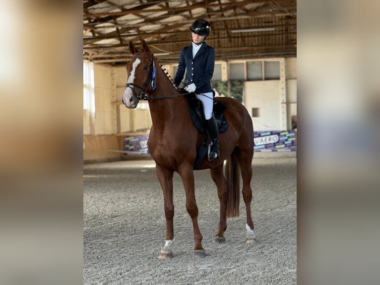 Duits sportpaard Ruin 5 Jaar 178 cm Vos in Bülstringen