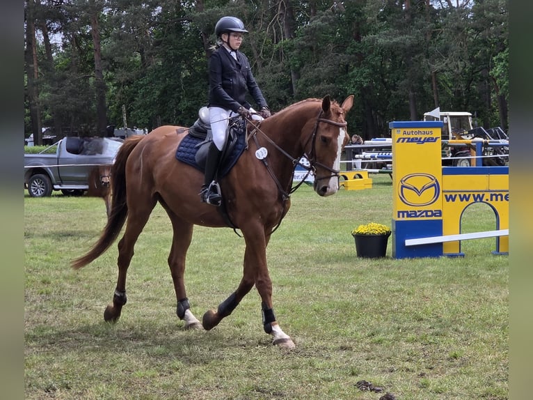 Duits sportpaard Ruin 5 Jaar 178 cm Vos in Bülstringen