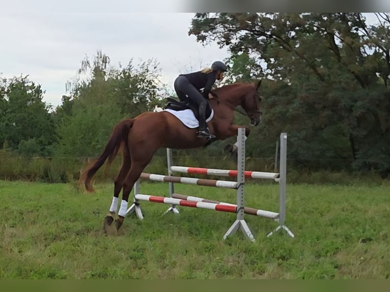 Duits sportpaard Ruin 5 Jaar 178 cm Vos in Bülstringen