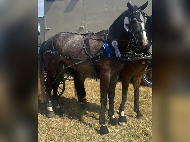 Duits sportpaard Ruin 5 Jaar 178 cm Zwartschimmel in Brackenheim