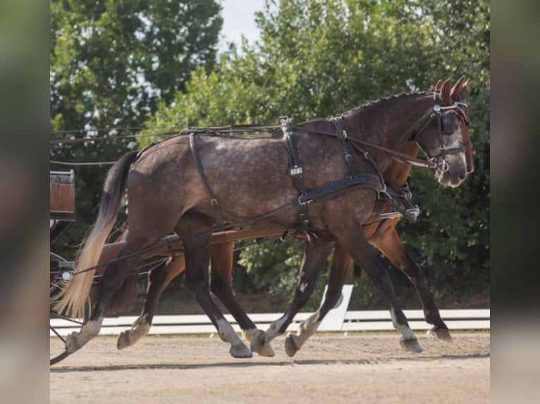 Duits sportpaard Ruin 5 Jaar 178 cm Zwartschimmel in Brackenheim