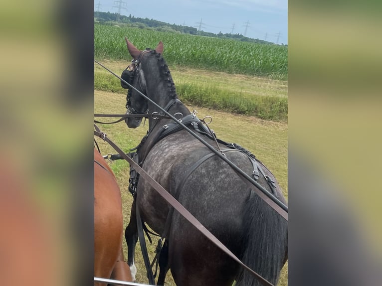 Duits sportpaard Ruin 5 Jaar 178 cm Zwartschimmel in Brackenheim